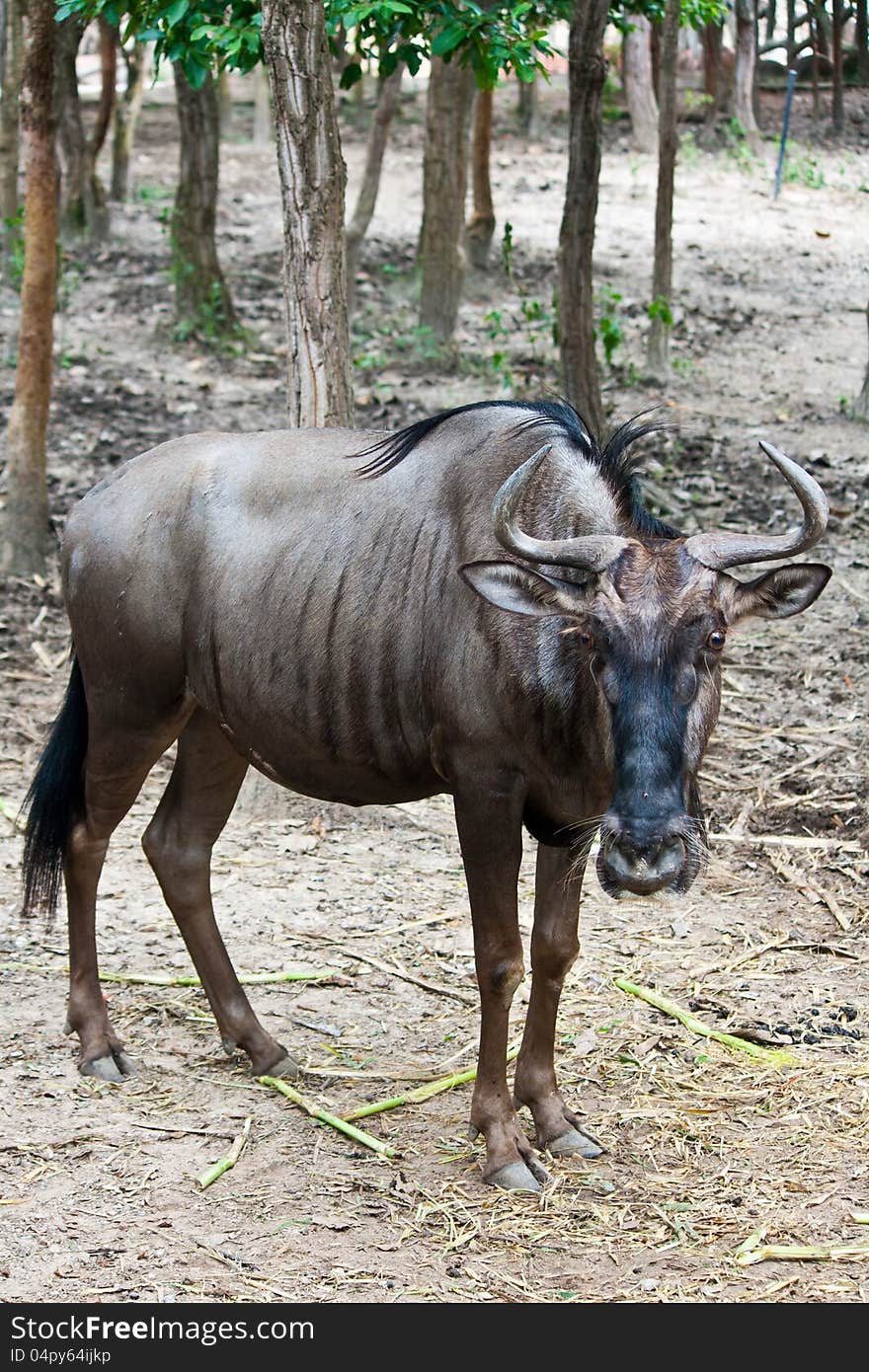 Wildebeest in chiang mai night safari zoo