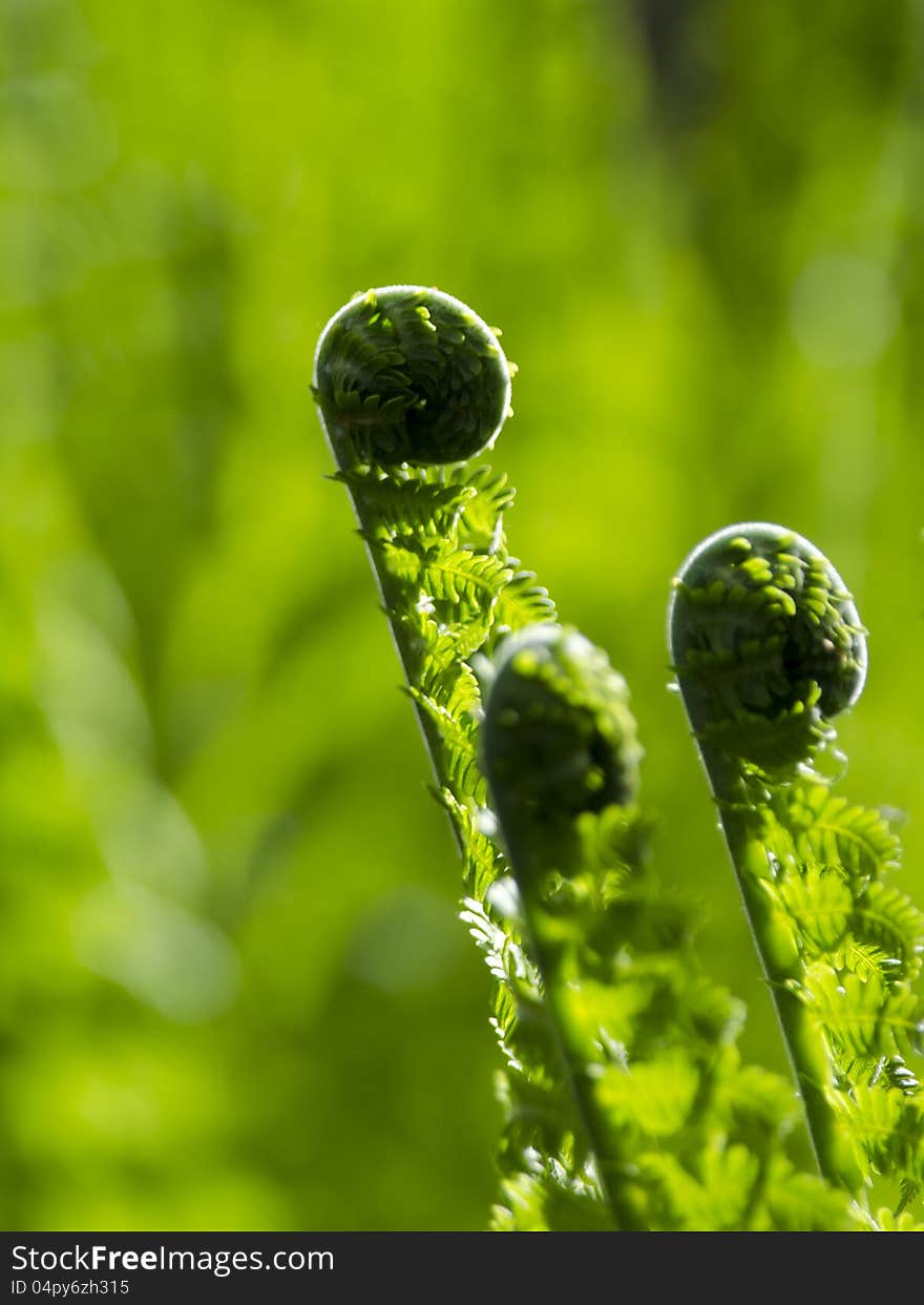 Green Fern