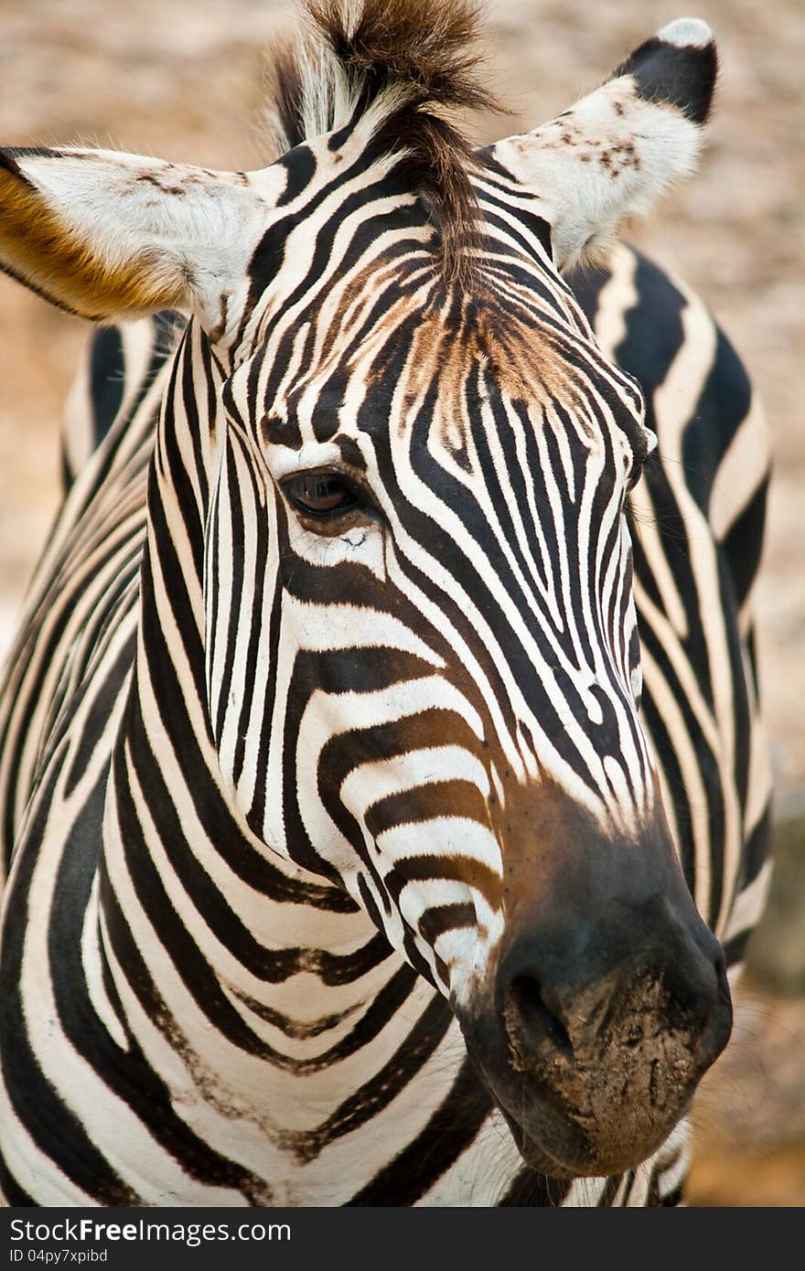 Portrait Of Zebra