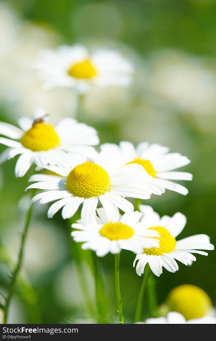 Green grass and chamomiles in the nature