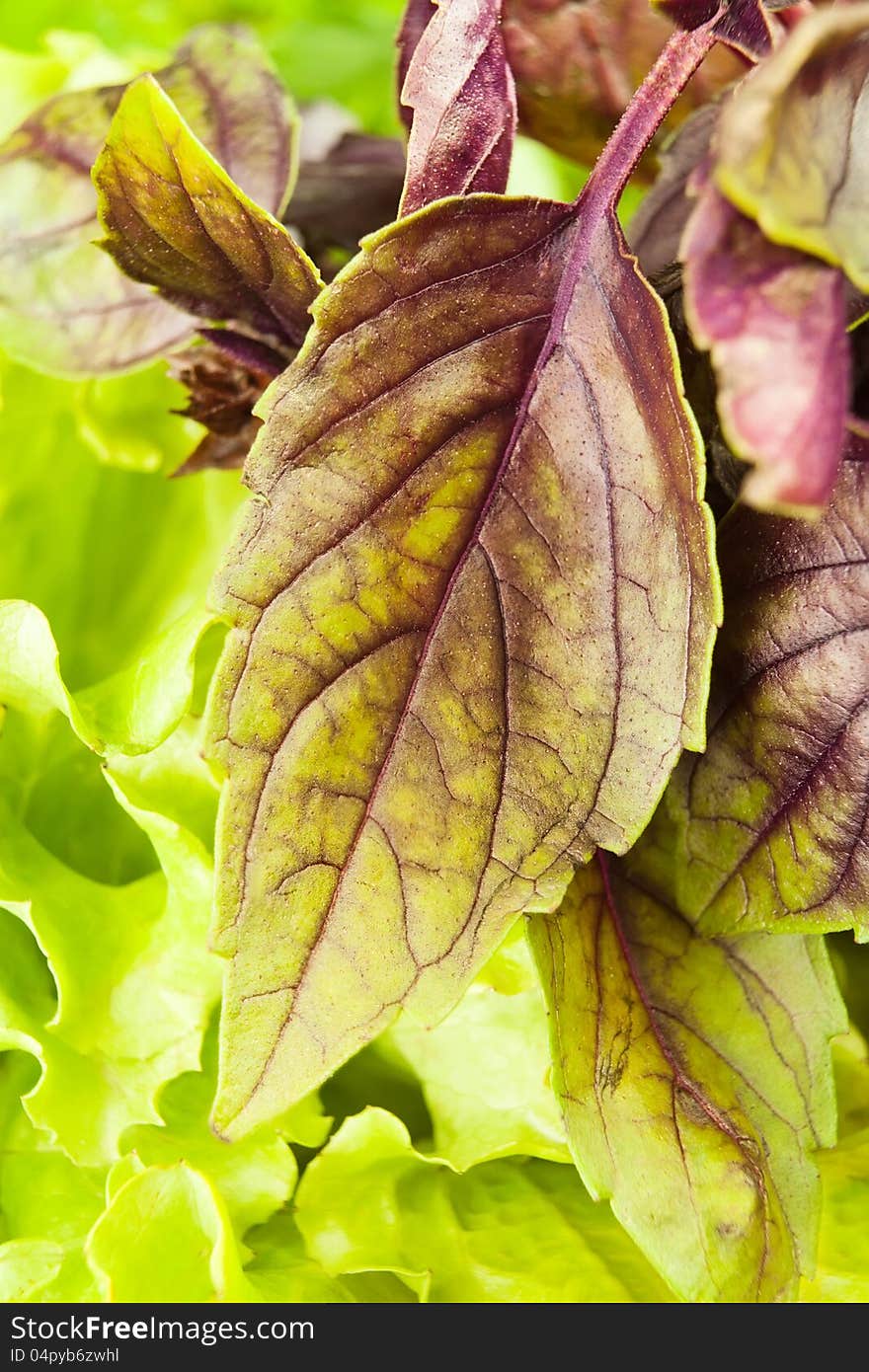 Basil leaves