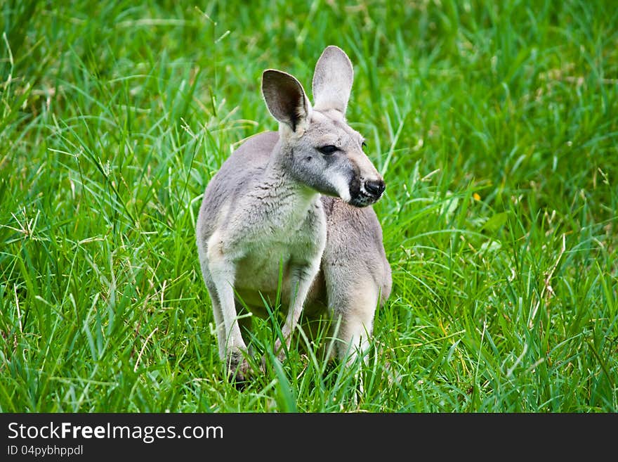 Kangaroo on green grass