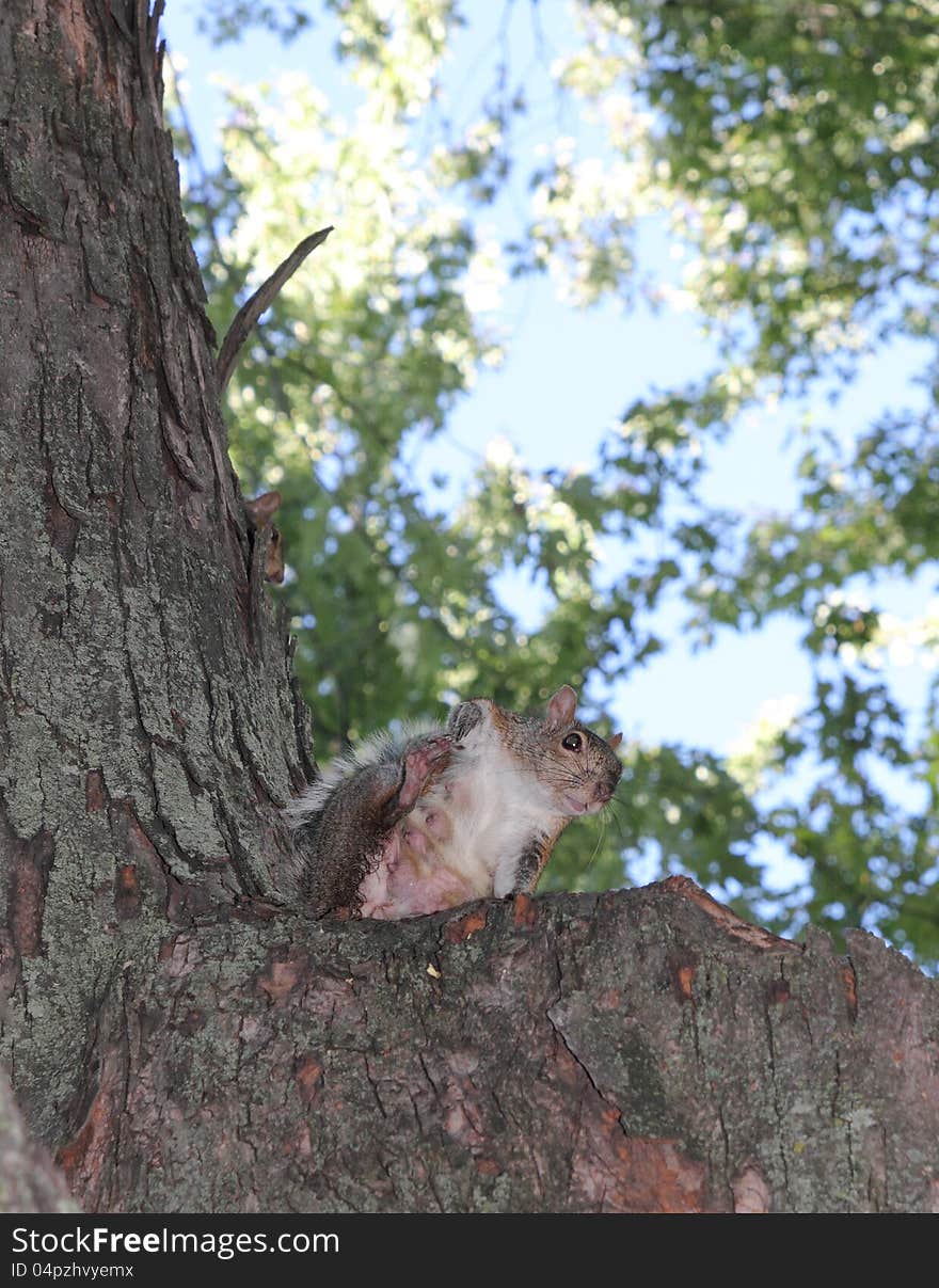 Grey Squirrel