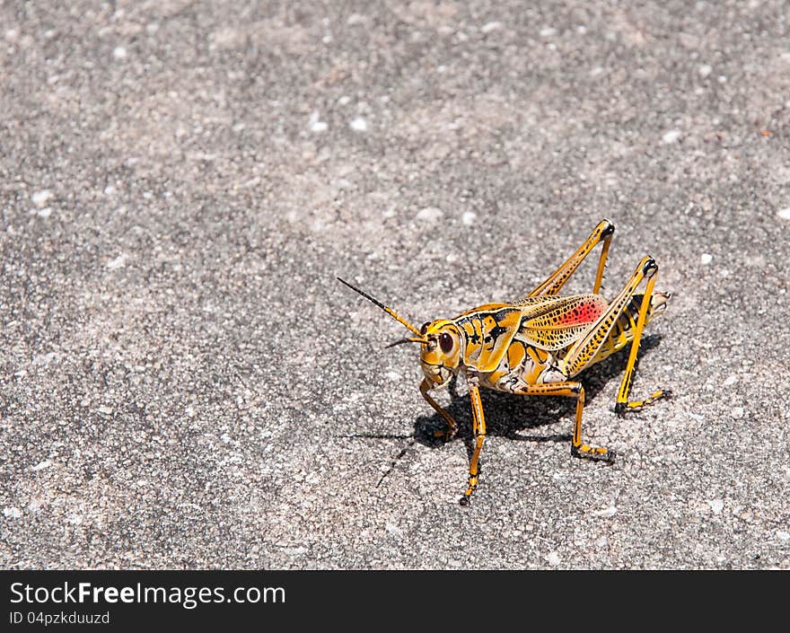 Beautiful Giant Yellow, red and black grasshopper. Beautiful Giant Yellow, red and black grasshopper