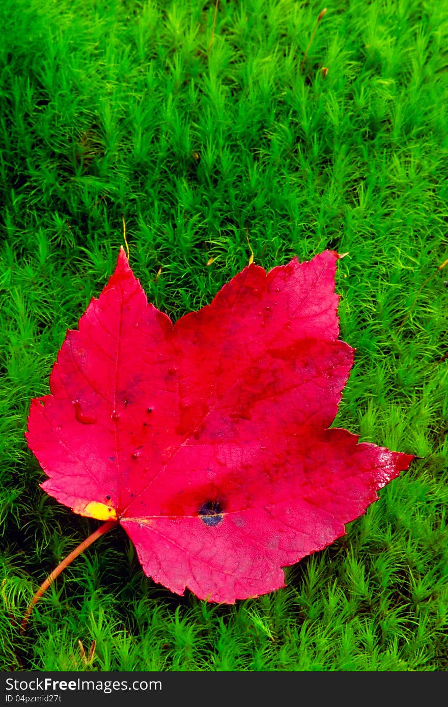 A red maple leaf has fallen on brilliant green moss. A red maple leaf has fallen on brilliant green moss.