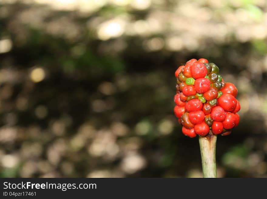 Red Berries Background