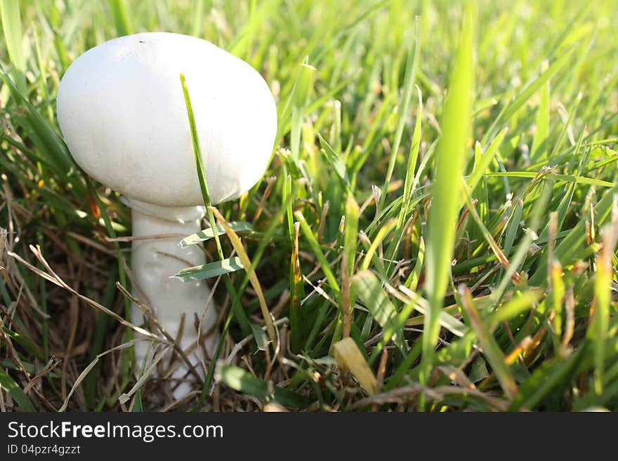 Mushroom Growing In The Yard