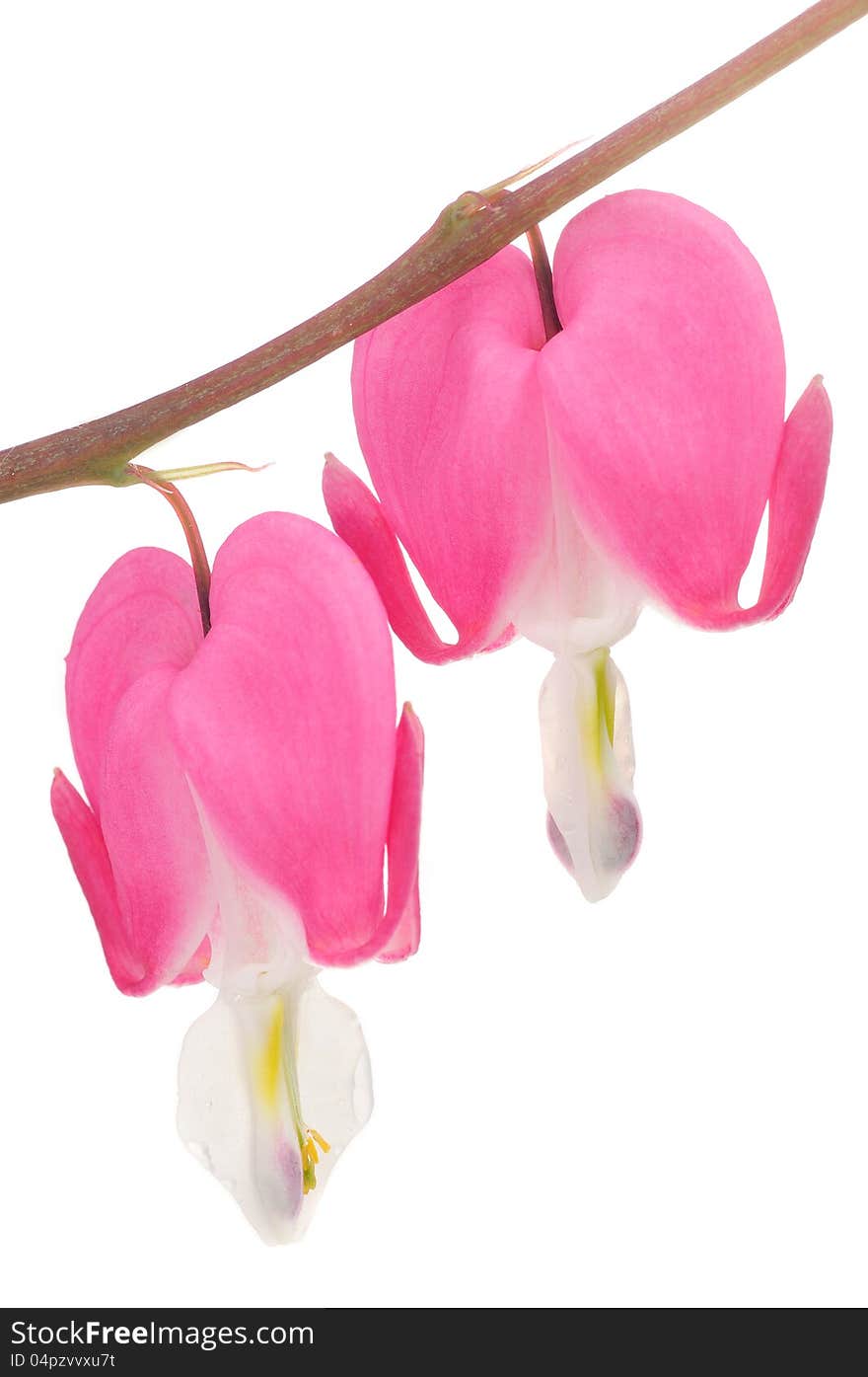 Two beautiful pink bleeding heart (lamprocapnos spectabilis) flowers on a white background - vertical orientation. Two beautiful pink bleeding heart (lamprocapnos spectabilis) flowers on a white background - vertical orientation