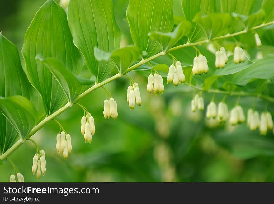 A flowering Polygonatum (Solomon's Seal) plant growing in the garden. A flowering Polygonatum (Solomon's Seal) plant growing in the garden