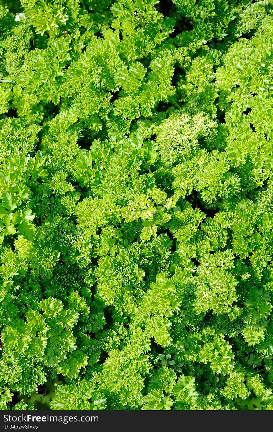 Green curly parsley growing on a vegetable patch