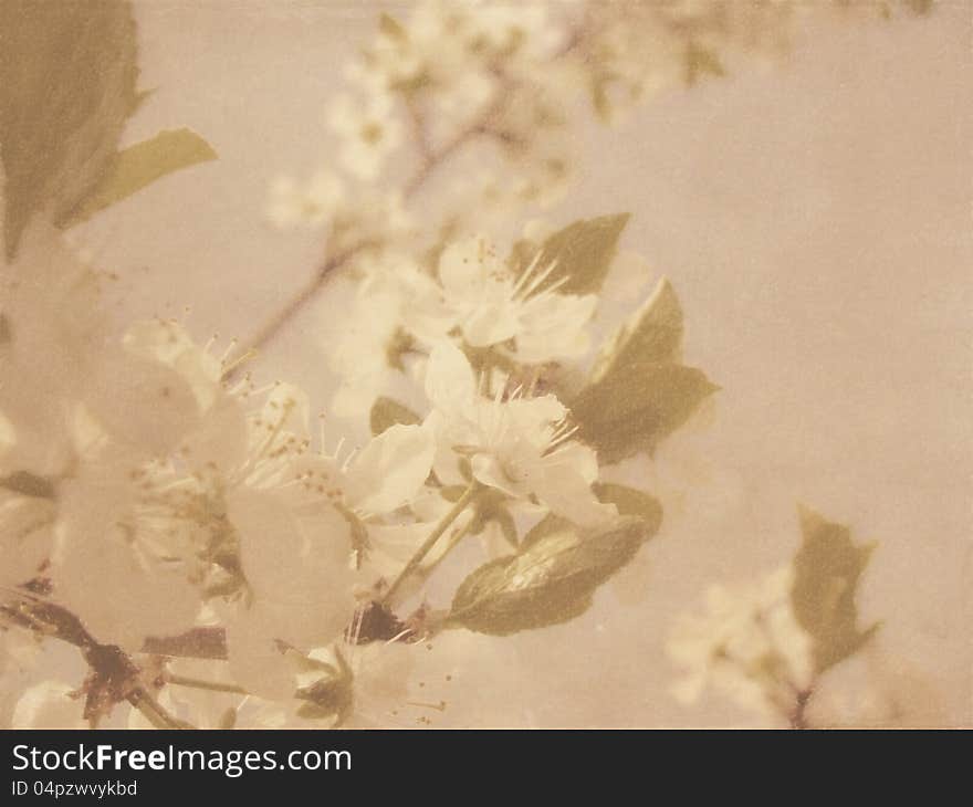 Vintage Plum Blossom