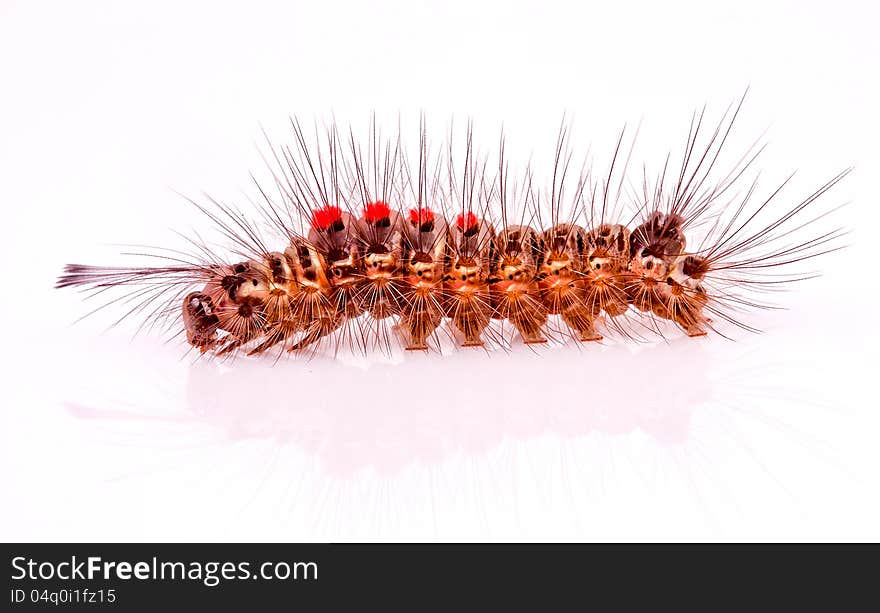 Caterpillar on white background