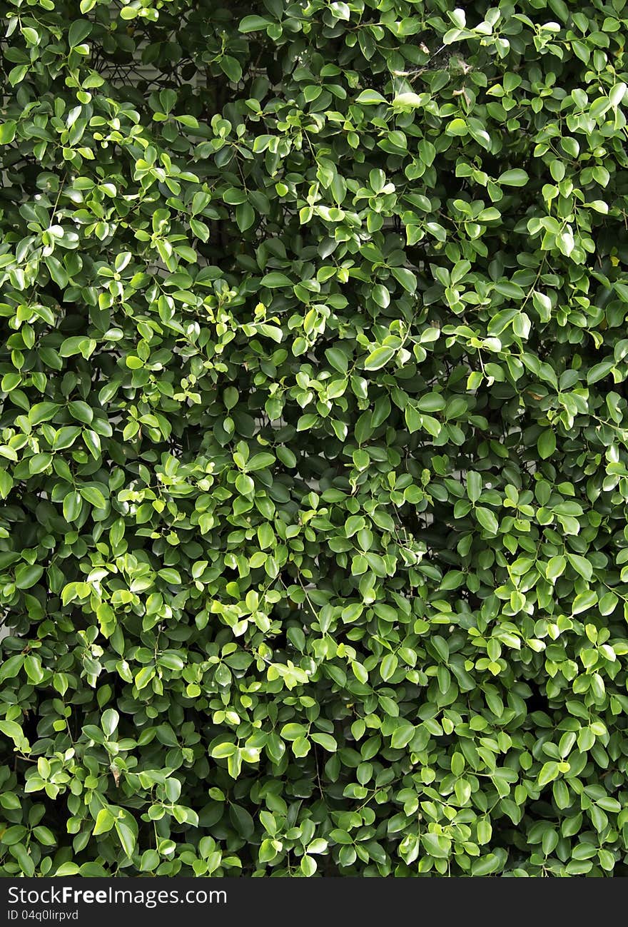 Pattern carmona Retusa (Vahl) Masam plant, a plant for decorative on a floor or wall background. Pattern carmona Retusa (Vahl) Masam plant, a plant for decorative on a floor or wall background