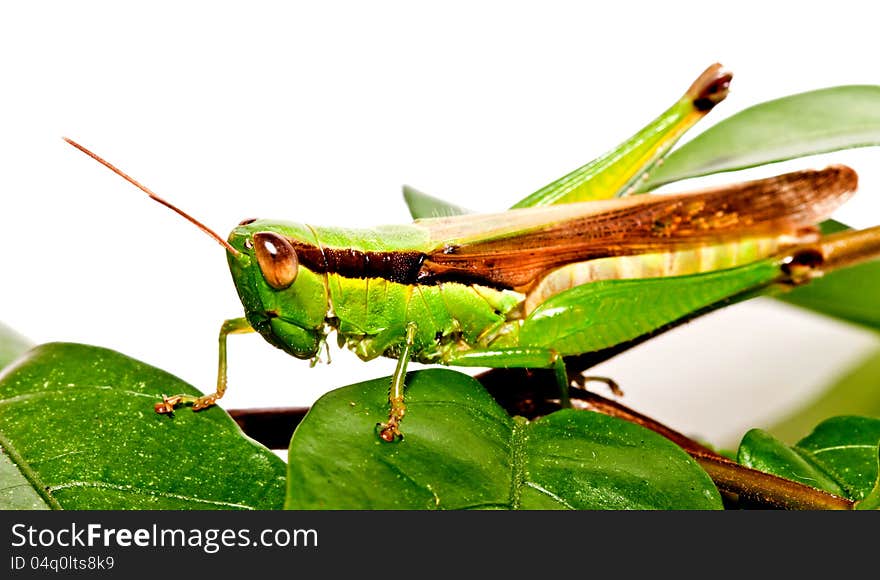 A grasshopper on green leave  on white background. A grasshopper on green leave  on white background