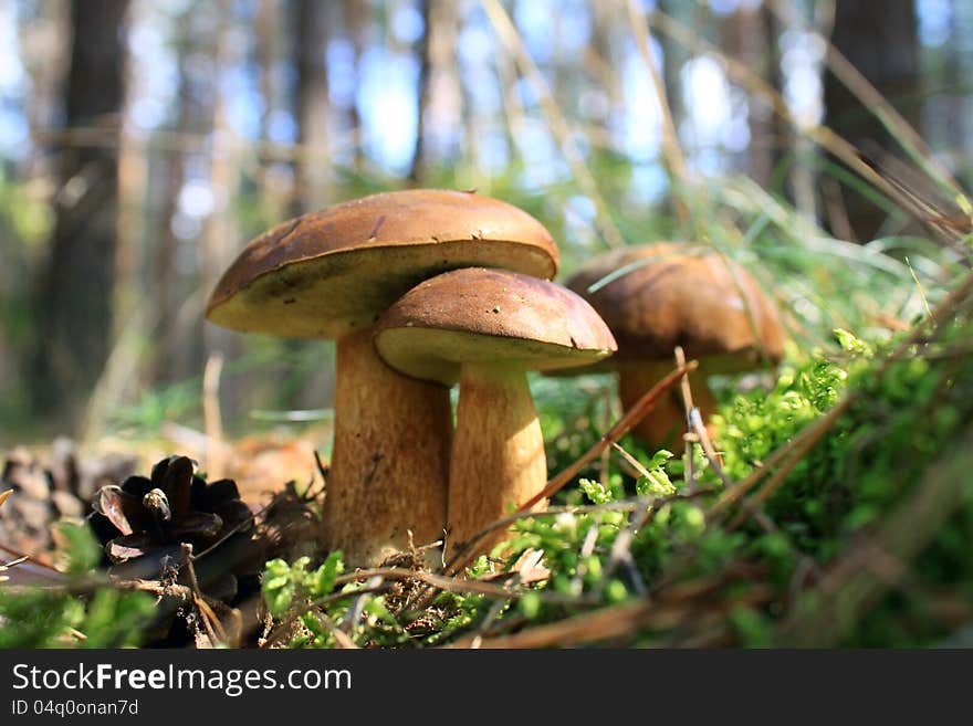 Beautiful Mushrooms