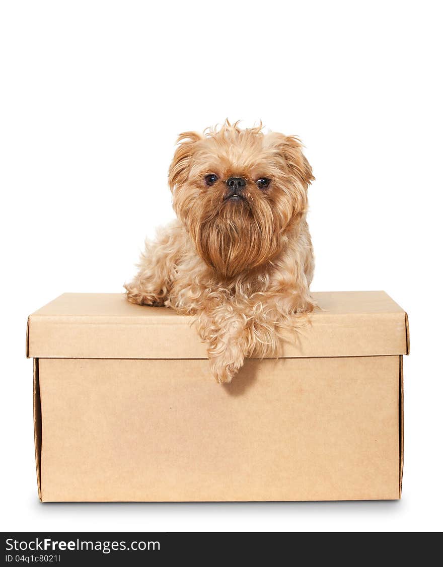 Dog breeds Brussels Griffon on a cardboard box. Dog breeds Brussels Griffon on a cardboard box