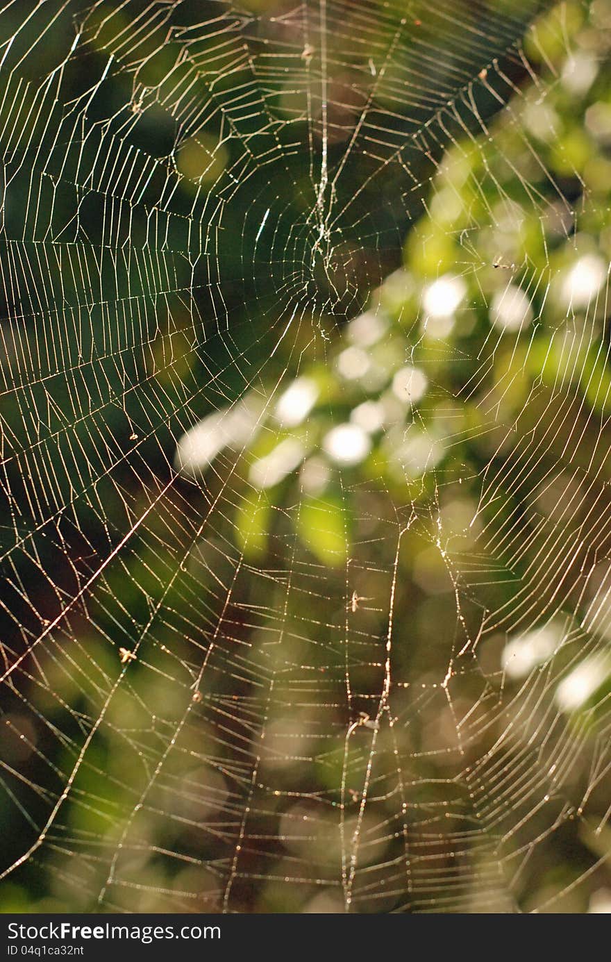 Spider's web caught by shaft of light in Autumn afternoon sun. Spider's web caught by shaft of light in Autumn afternoon sun.