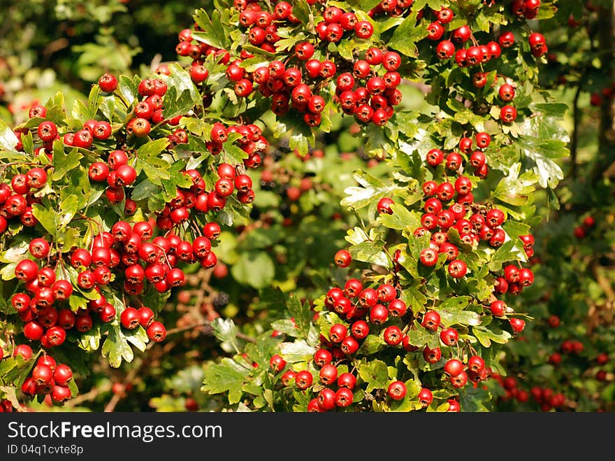 Hawthorn Laden With Ripe Red Berries.