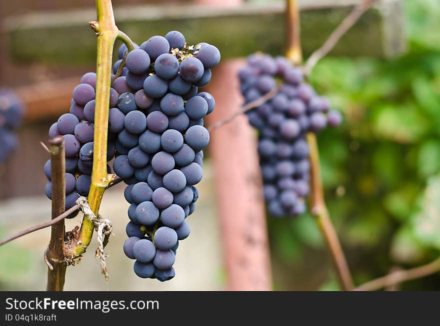 The ripened clusters of grapes an isabella a crop. The ripened clusters of grapes an isabella a crop