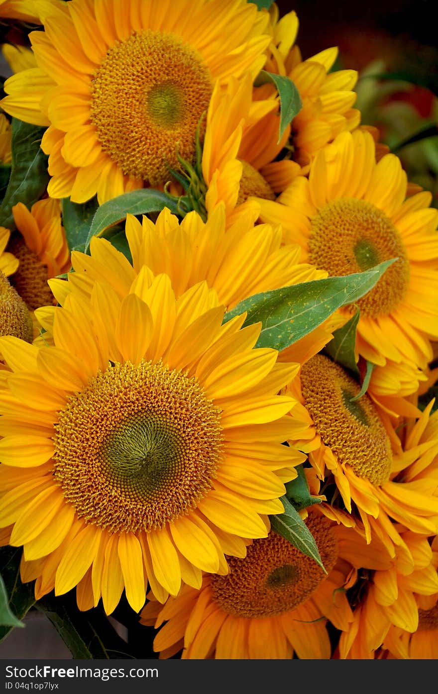 Sunflower bouquet