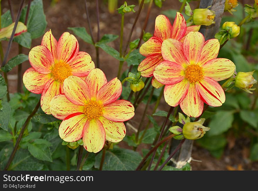 Yellow and orange dahlia flowers