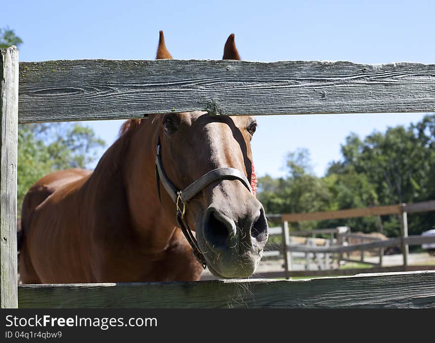 Horse peeking through corral fence of exercise arena. Horse peeking through corral fence of exercise arena