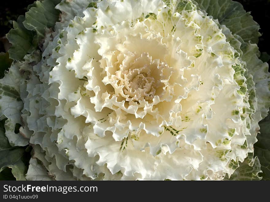 White Flowering Cabbage