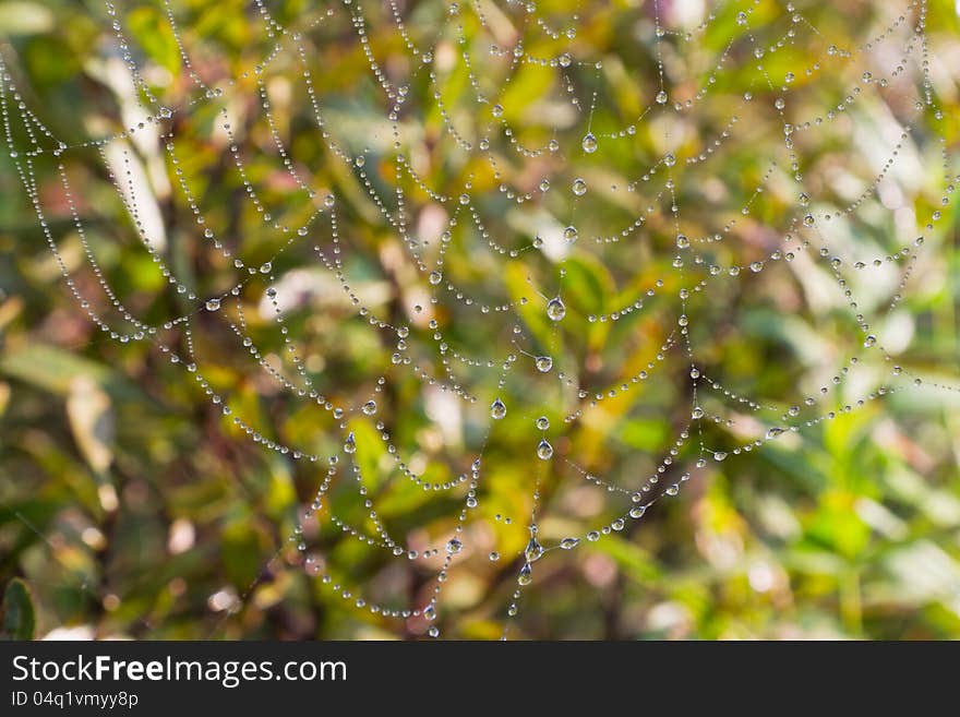 Dews covered spider web in the summrer morning. Dews covered spider web in the summrer morning.