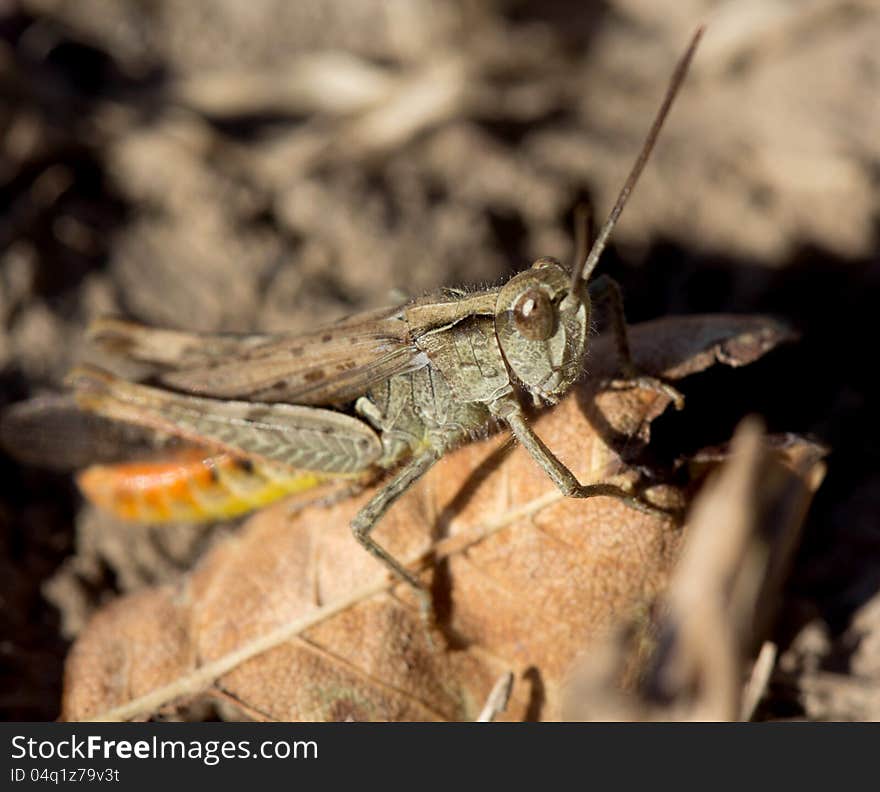 Grasshopper