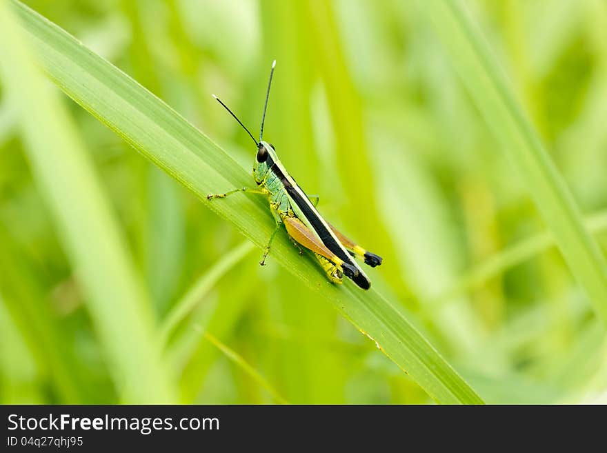 Grasshopper In Front Of Natural Background