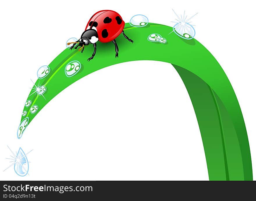 Ladybird on a blade of grass