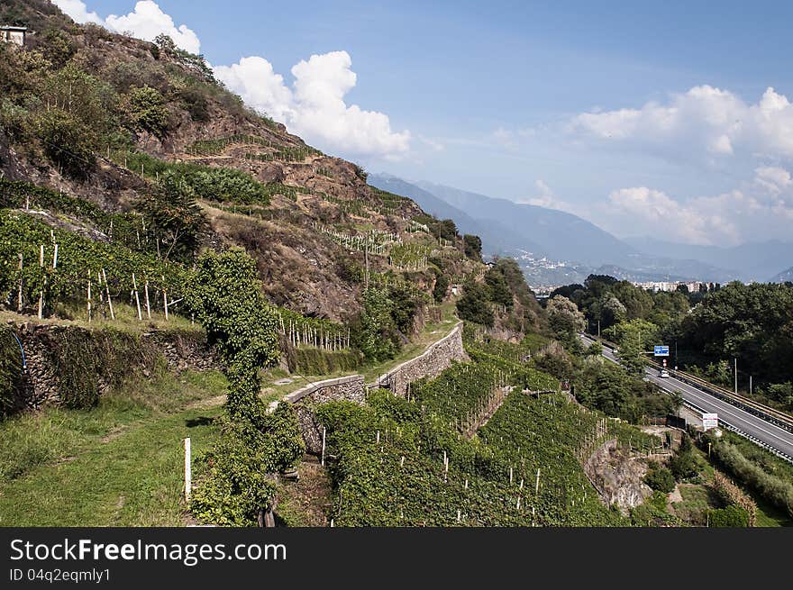 Alpine vineyards in Valtellina, Italy