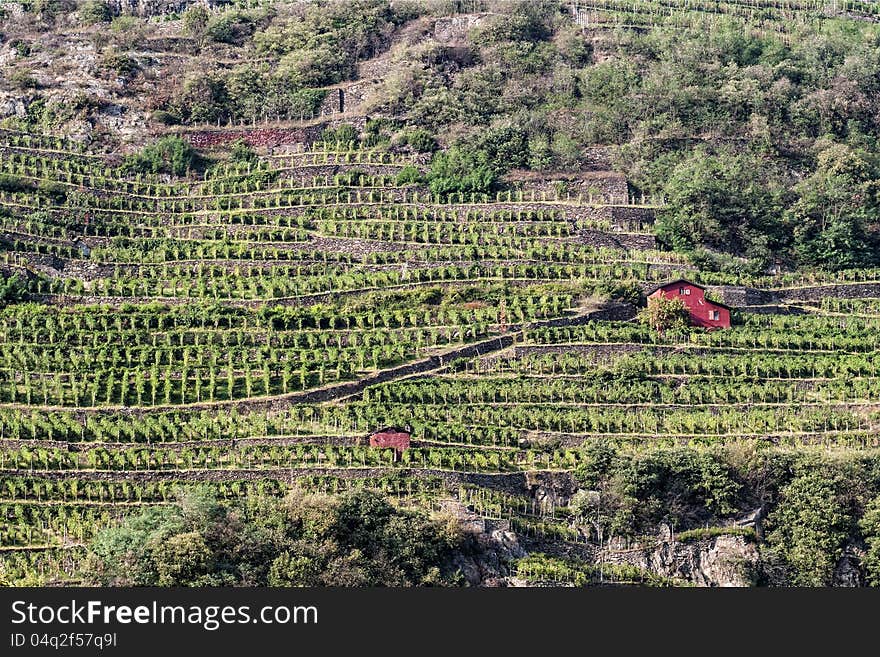 Alpine vineyards in Valtellina, Italy