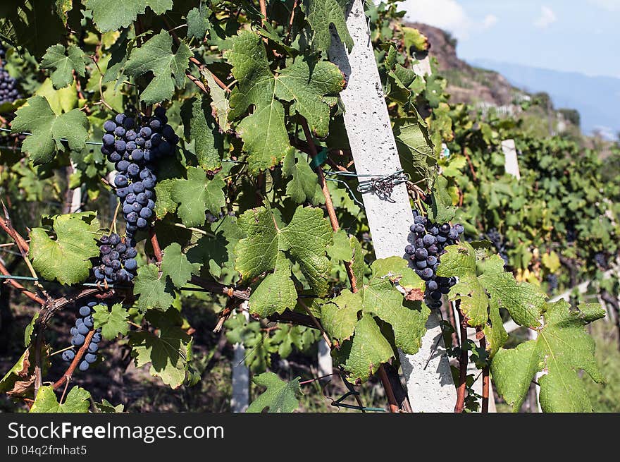 Alpine vineyards in Valtellina, Italy