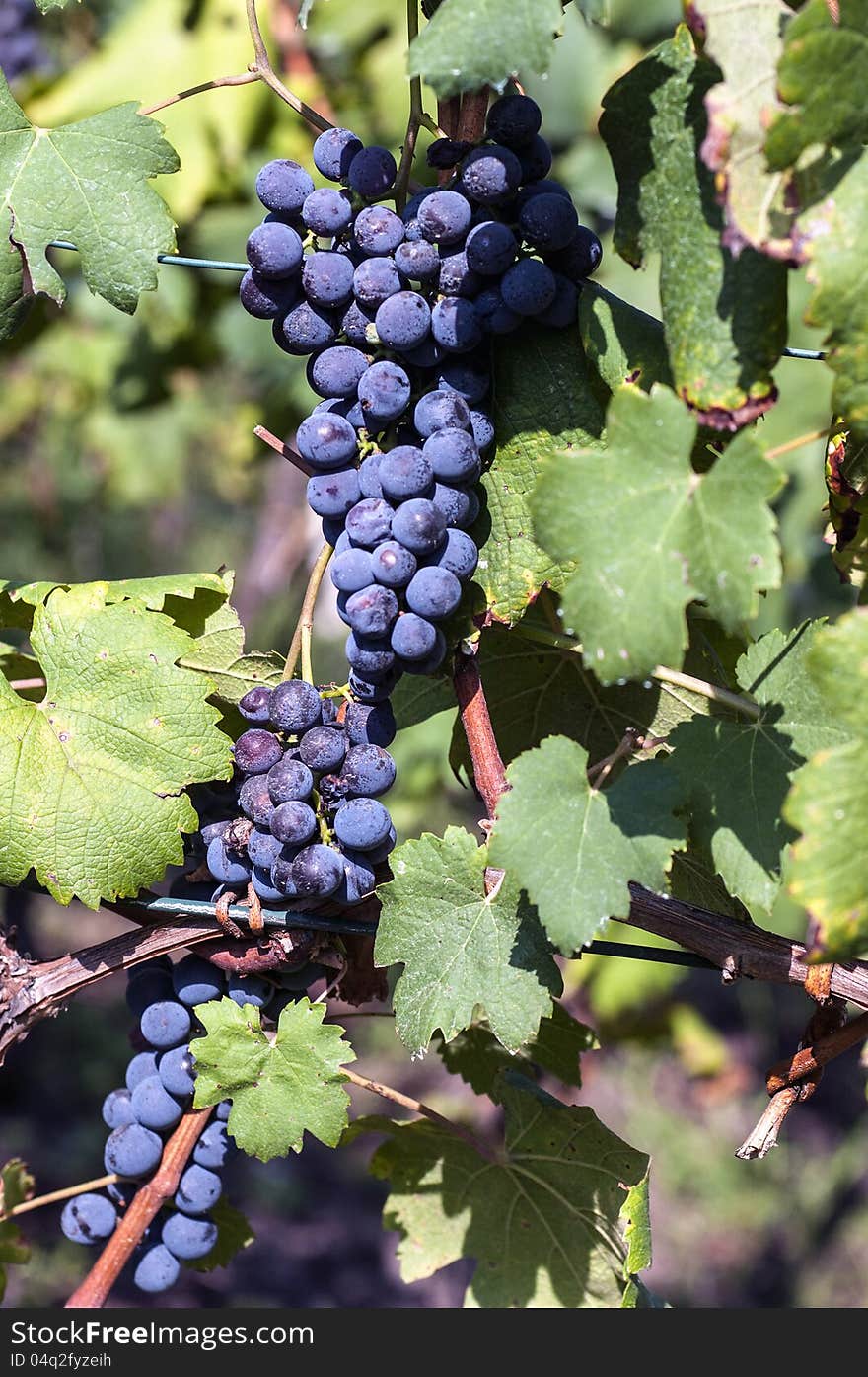 Grapes of alpine vineyards in Valtellina, Italy