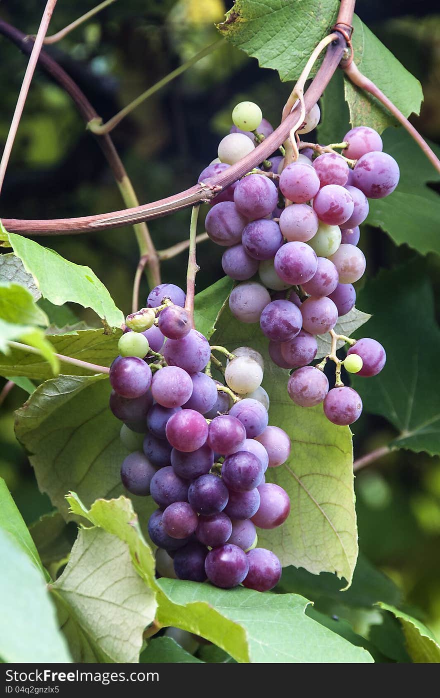 Grapes of alpine vineyards in Valtellina, Italy