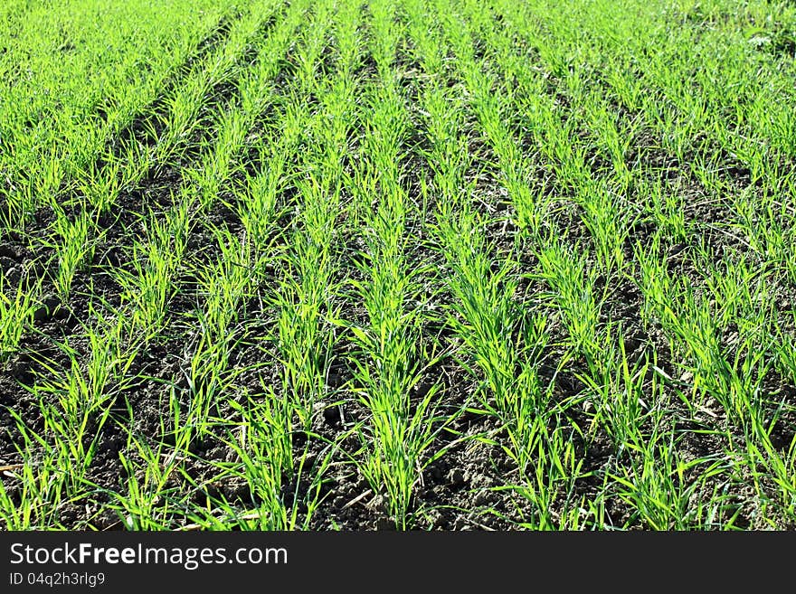 Beautiful green grass close-up for abstract background