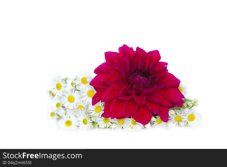 Summer daisies and red flower