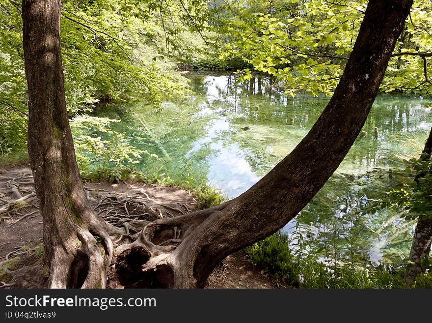 Old dark tree - Plitvice lakes, Croatia.