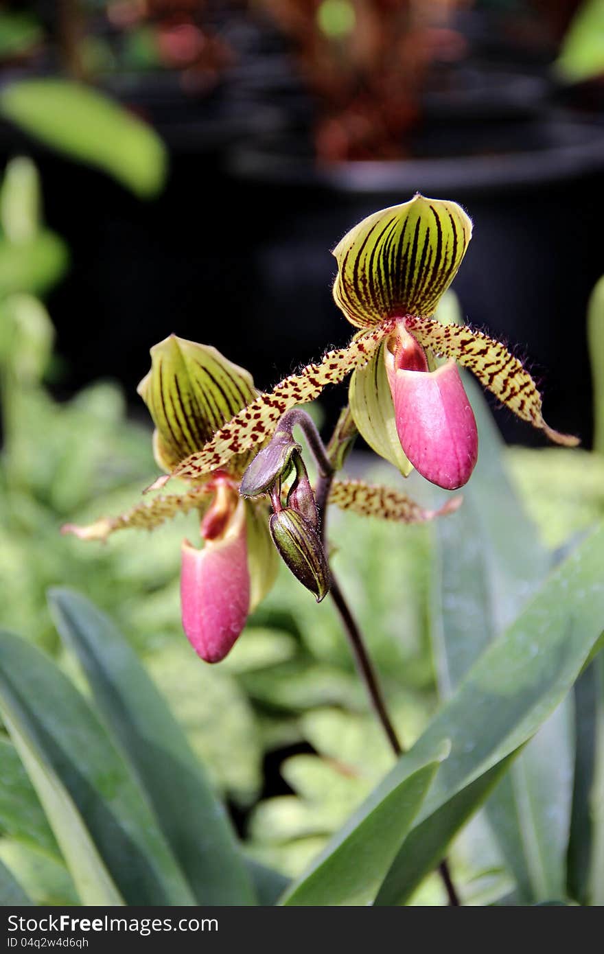 Tiger blooming orchid in the greenhouse