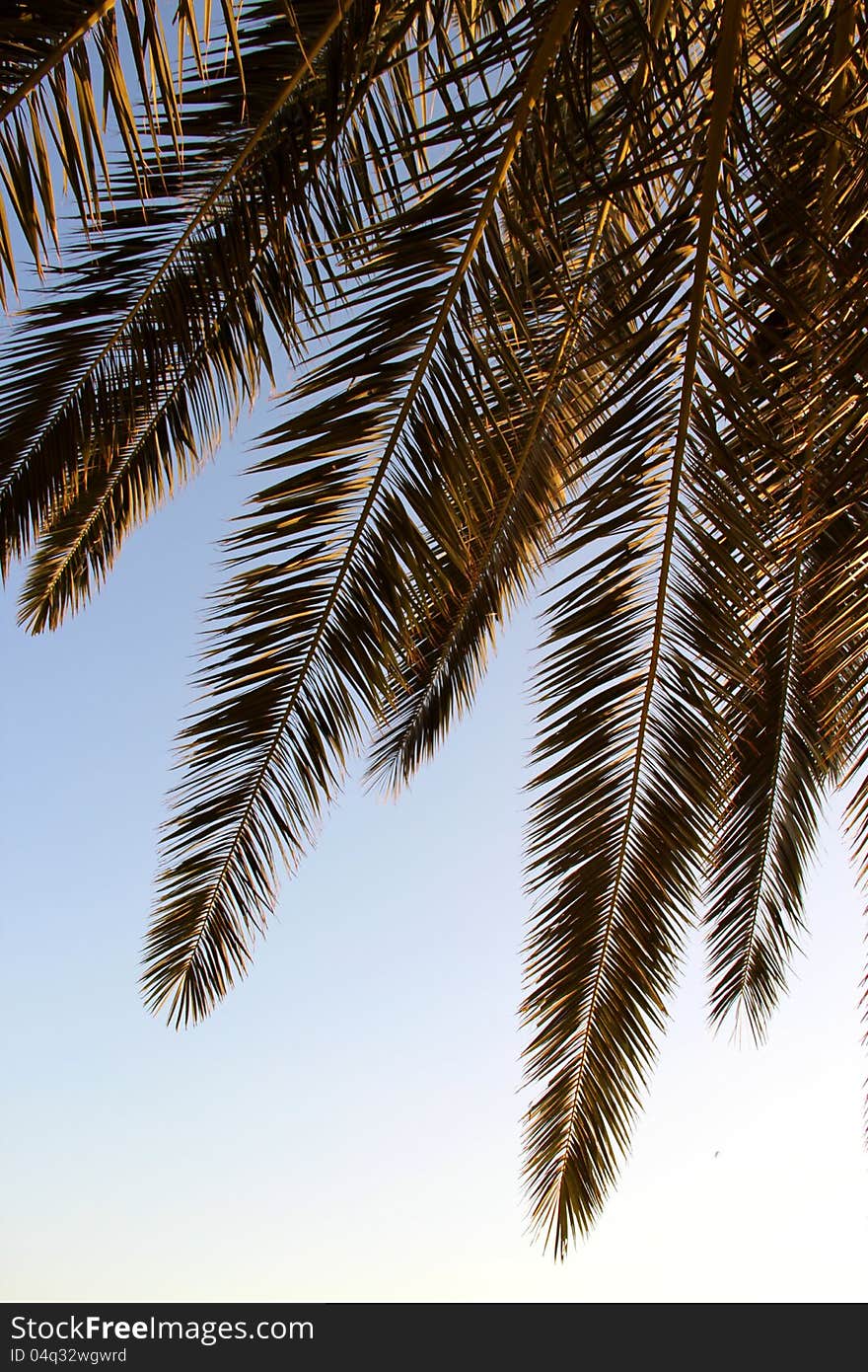 Palm leafs and sea in the evening, sunset