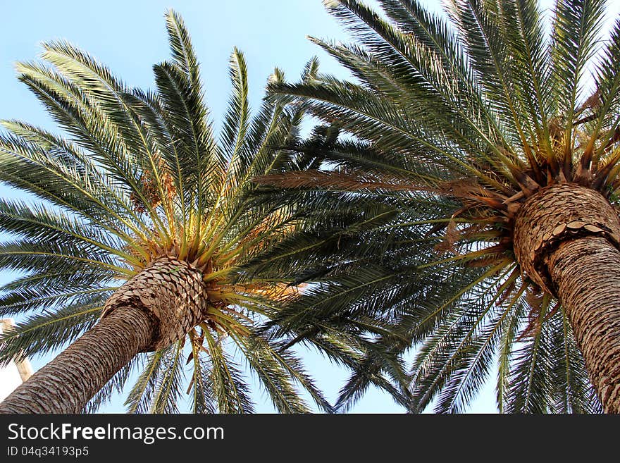 Two palm trees in the summer day