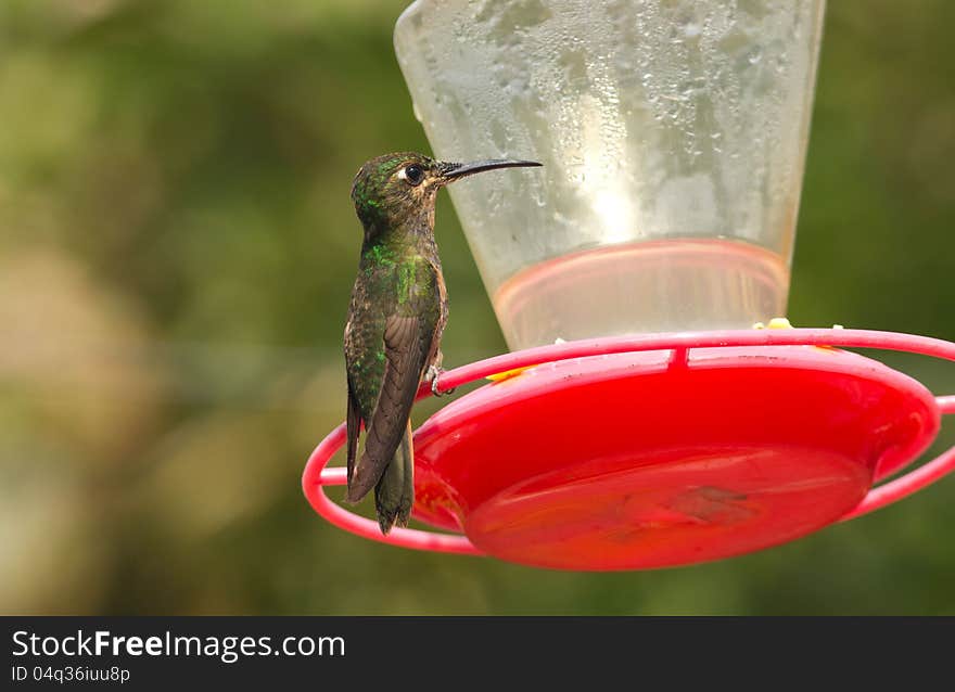 A female hummingbird with glittering pale blue forehead and metallic green feathers  sitting perched on feeder.This  hummingbird was photographed on the eastern slopes of the Andes in Ecuador. A female hummingbird with glittering pale blue forehead and metallic green feathers  sitting perched on feeder.This  hummingbird was photographed on the eastern slopes of the Andes in Ecuador.