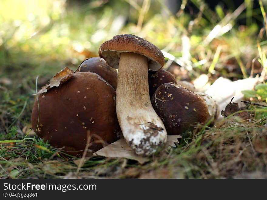 Porcini Mushrooms in a forest