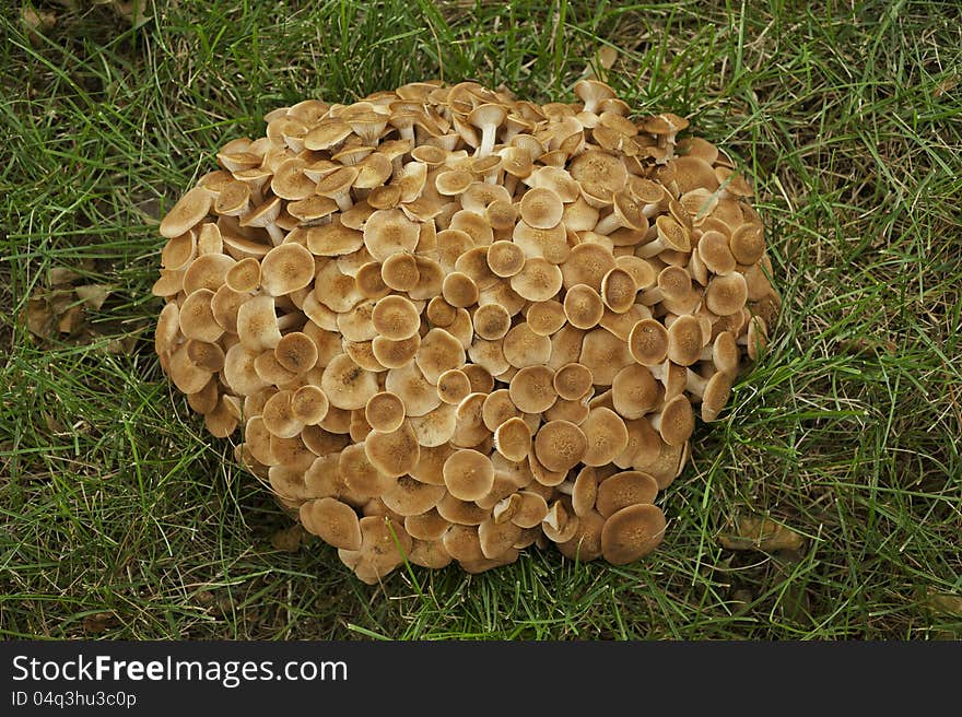 A cluster of many small brown mushrooms form a tightly growing ball. A cluster of many small brown mushrooms form a tightly growing ball.