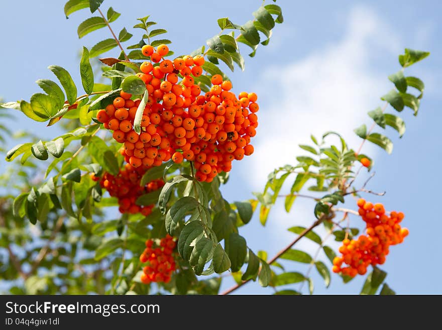 Bright rowan berries on a tree