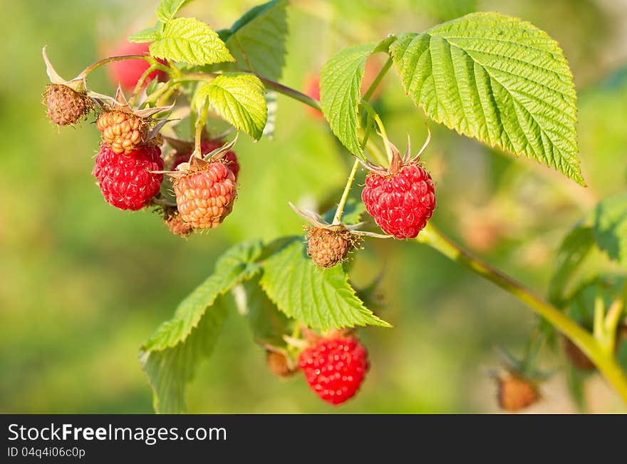 Red Raspberry