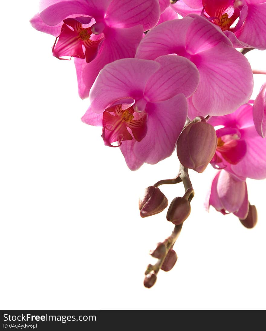 Pink orchid