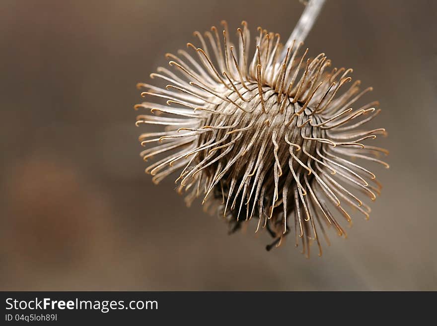 A tree seed protects itself