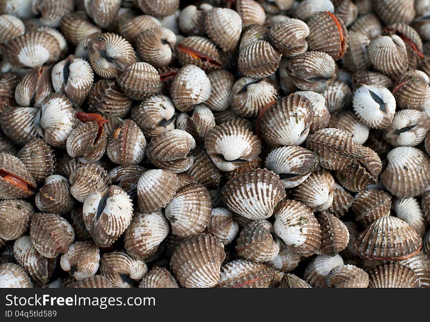 Closeup Cockles Shell